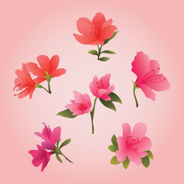 Азалия рододендрон PNG