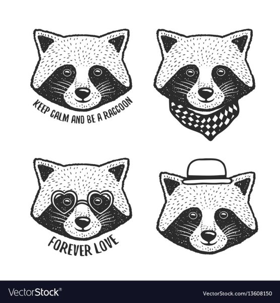 Енот набор рисунков вектор