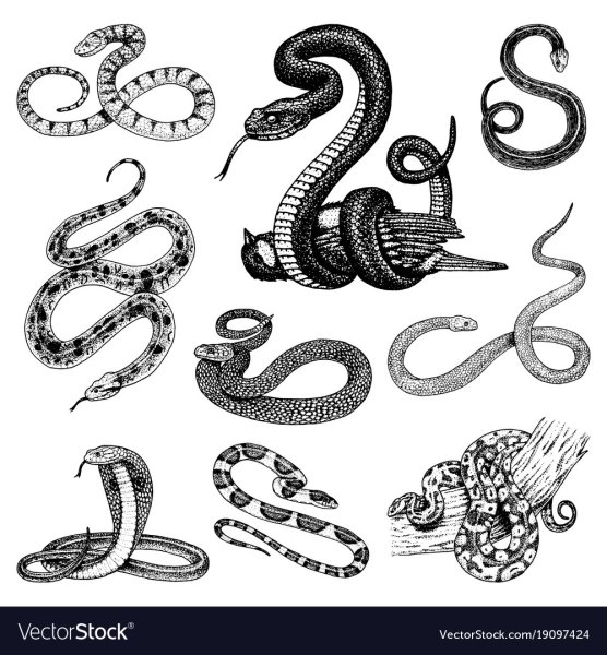 Змея вектор