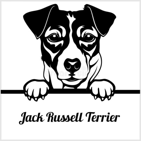 Джек Рассел терьер вектор