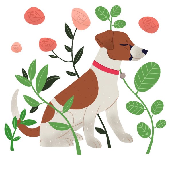 Джек Рассел терьер надпись