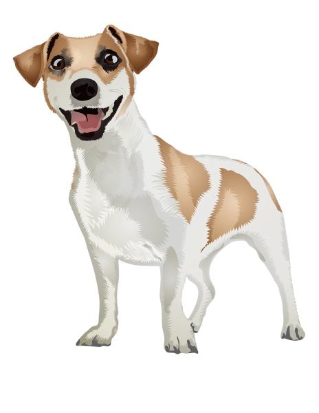 Дарина Свит собаки Джек Рассел терьер