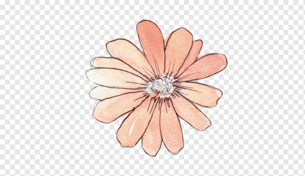 Милые цветочки без фона