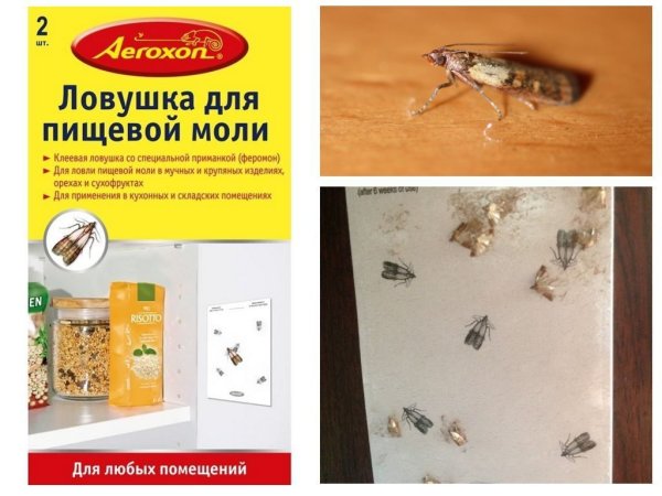 Ловушки для моли платяной