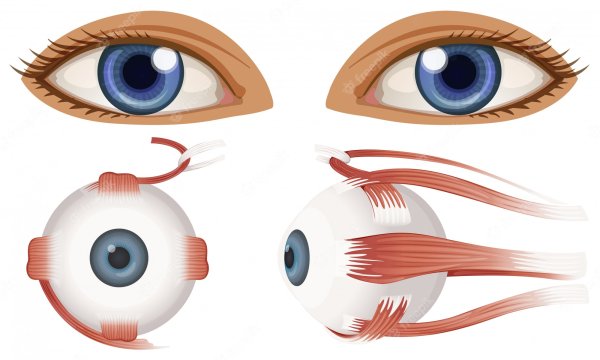 Глаза анатомия зрачка рисование