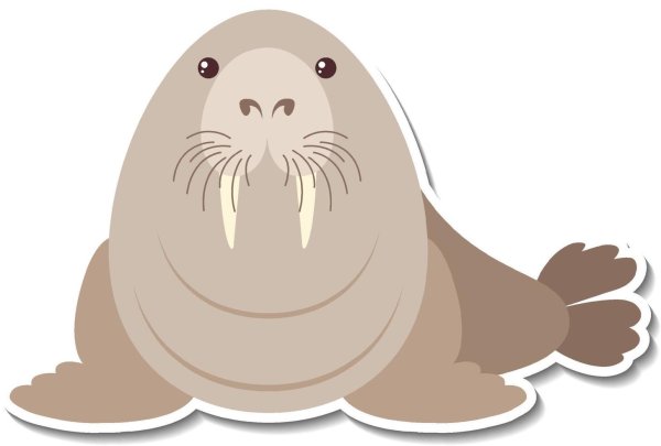 Моржонок на белом фоне