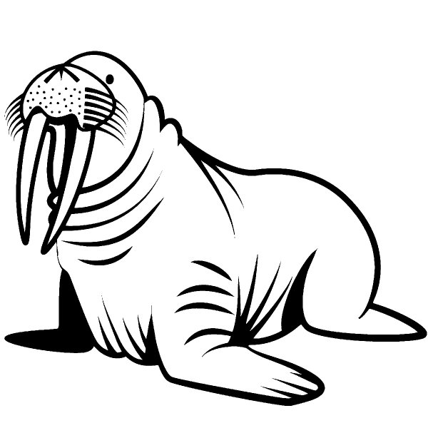 Моржи мультяшные