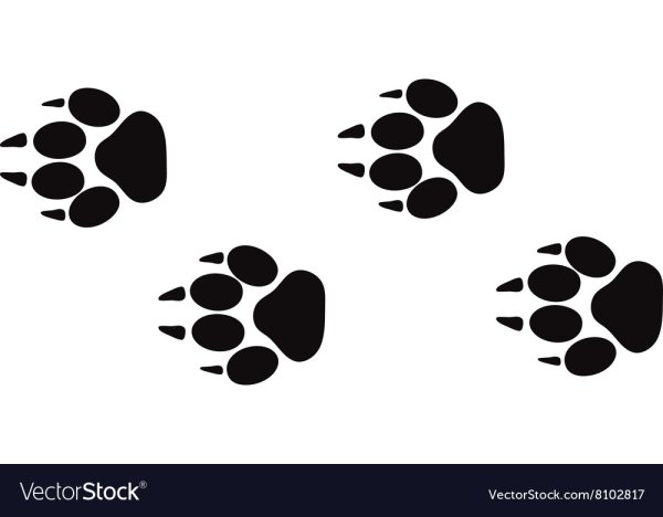 Следы свиньи