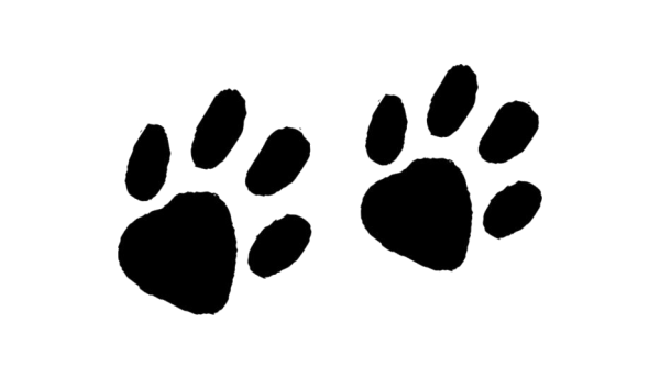 Следы животных