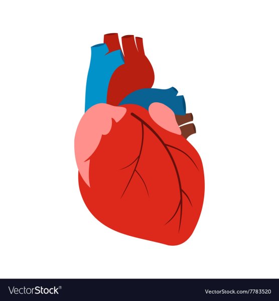 Человеческое сердце символ