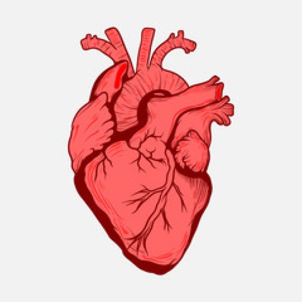 Сердце Анатомическое стилизация