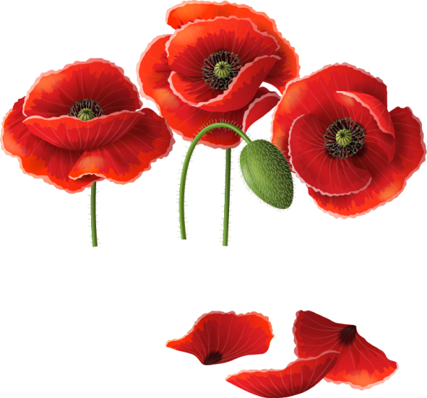 Лепестки мака