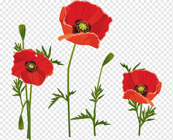 Цветок Мак вектор