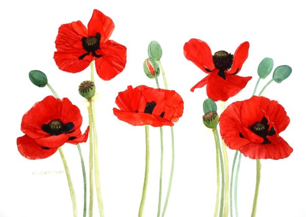 Маки акварель на белом фоне
