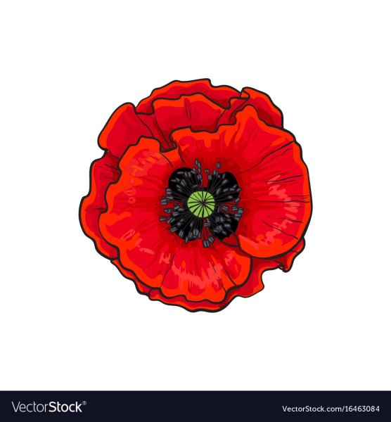 Цветок мака вид сверху