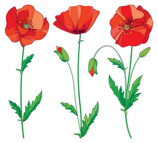 Листья мака рисунок