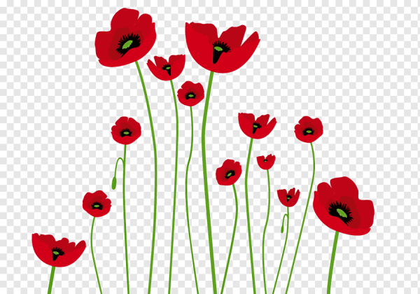 Маки векторное изображение