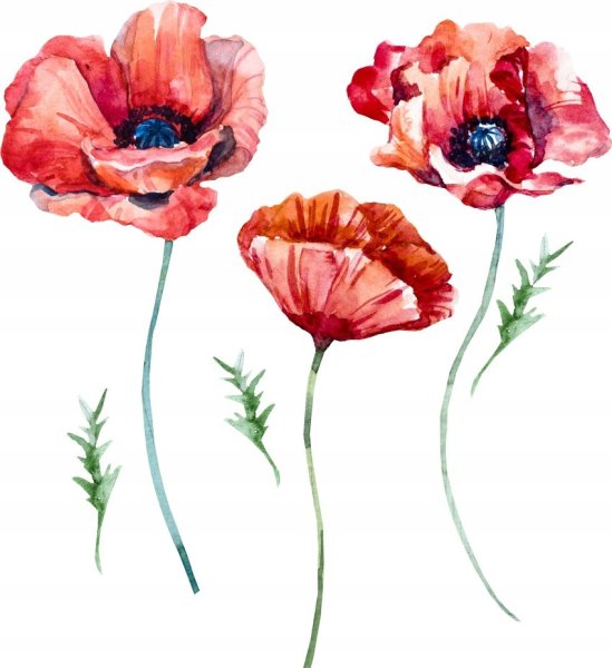 Мак акварель