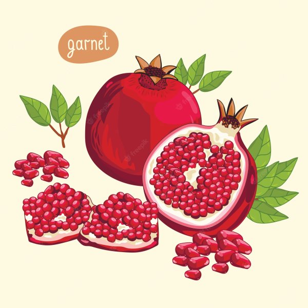 Armyanski гранат vector