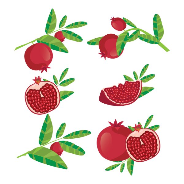 Эскиз граната фрукт