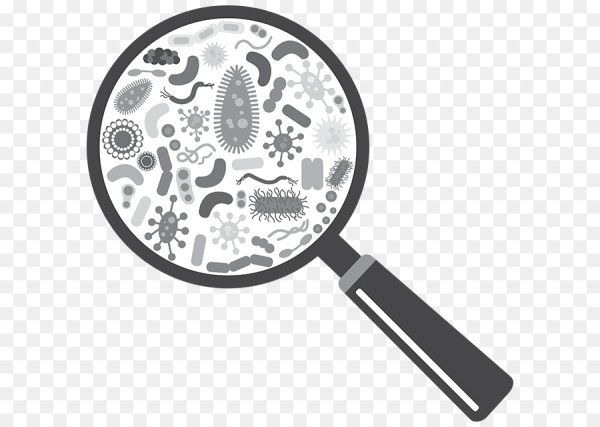 Микробы под лупой