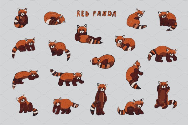 Красная Панда вектор