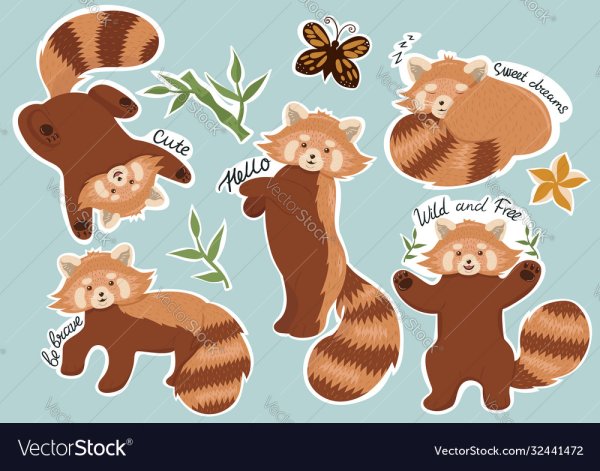 Красная Панда рисунок для срисовки