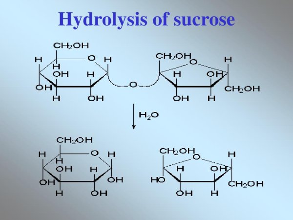 Сахароза Геншин Импакт собака