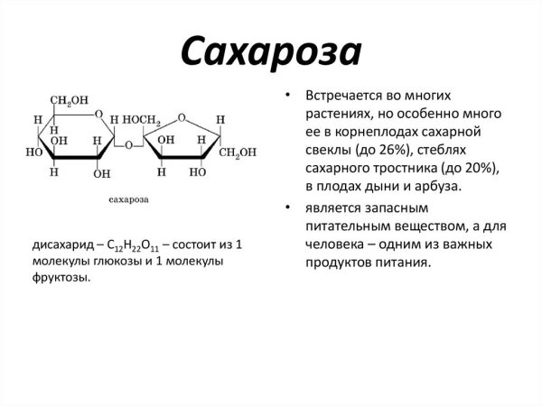 Сахароза Геншин раскраска