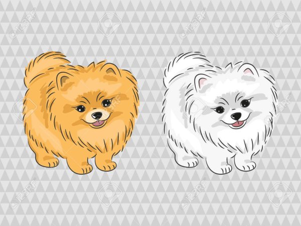 Померанский шпиц вектор