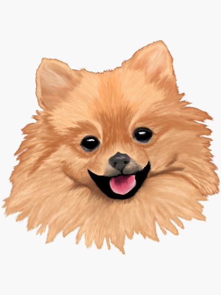 Собака шпиц вектор