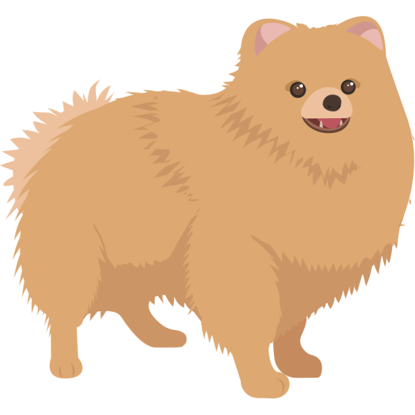 Померанский шпиц