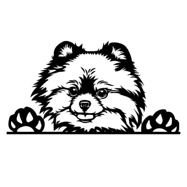 Собака самоед референс