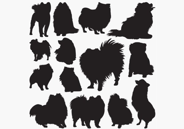 Наклейки шпиц