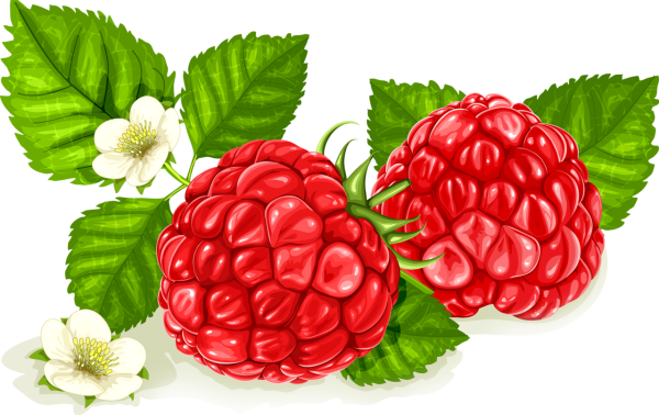 Ветка малины