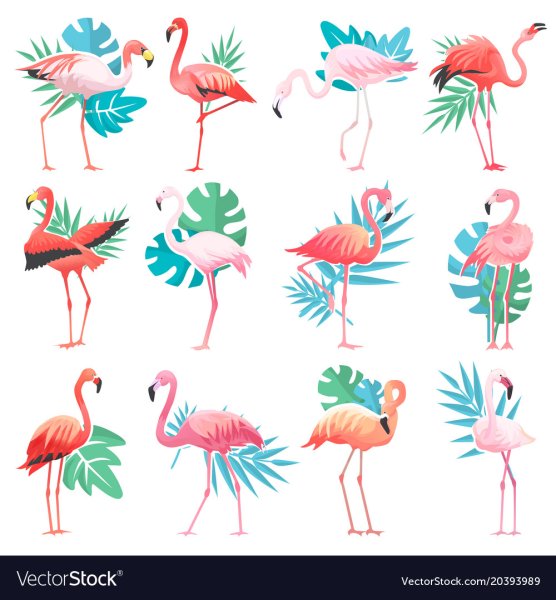 Как меня Фламинго и его жизненный цикл