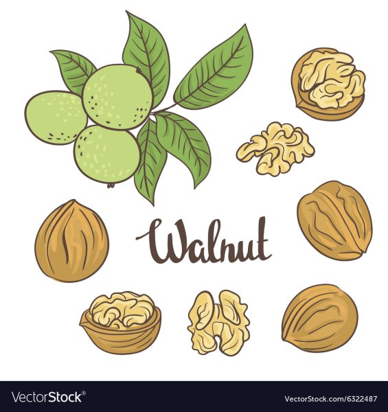 Грецкий орех вектор