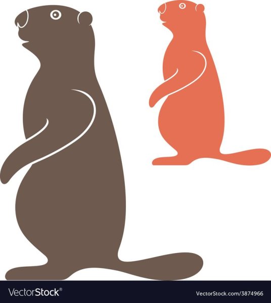 Сурок-Байбак вектор