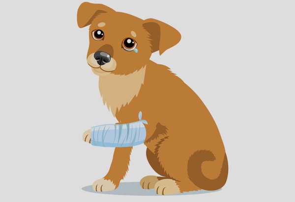 Щенок с перебинтованной лапой