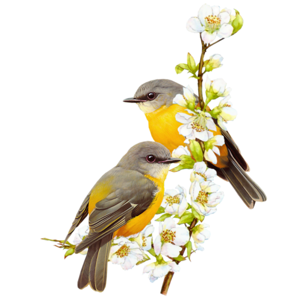 Весенние птицы на белом фоне