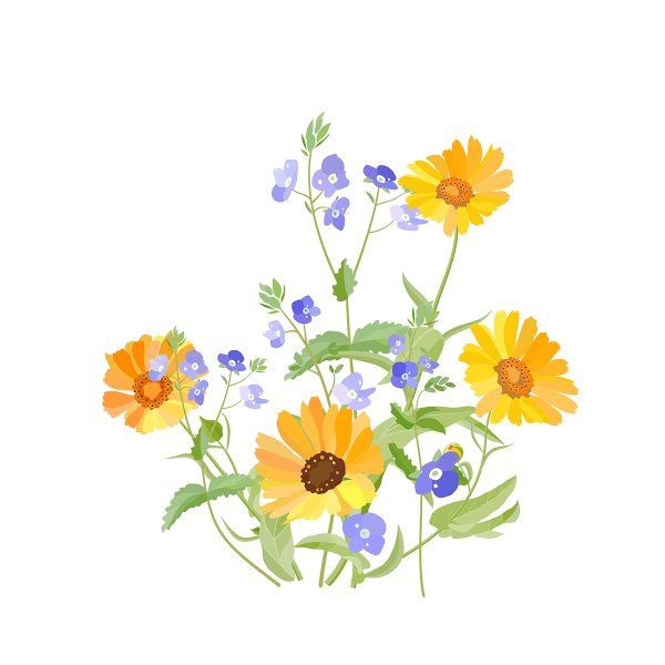 Полевые цветы вектор