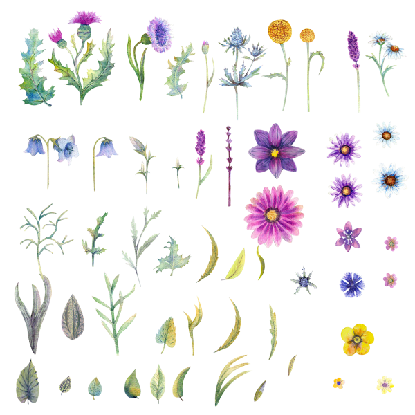 Полевые цветы на белом фоне