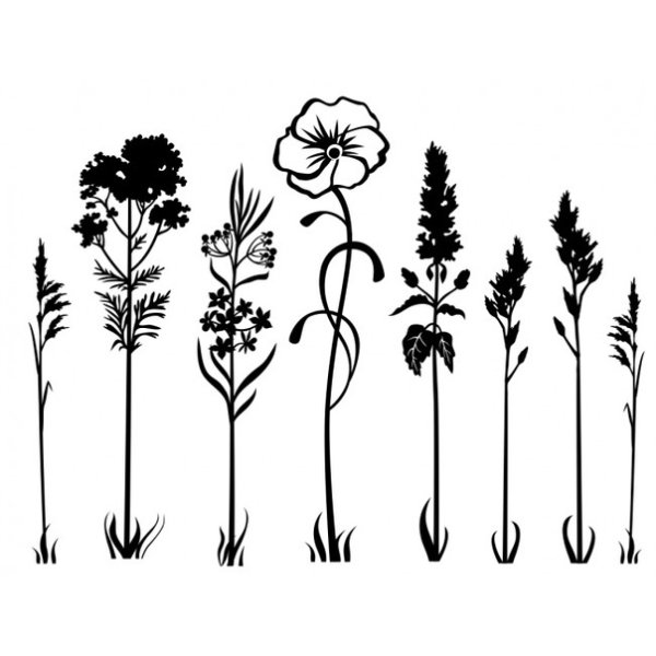 Силуэты полевых растений
