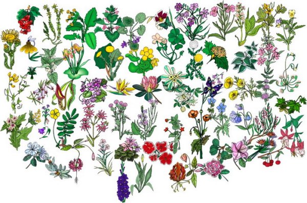 Лекарственные травы вектор