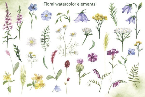 Акварельные полевые цветы