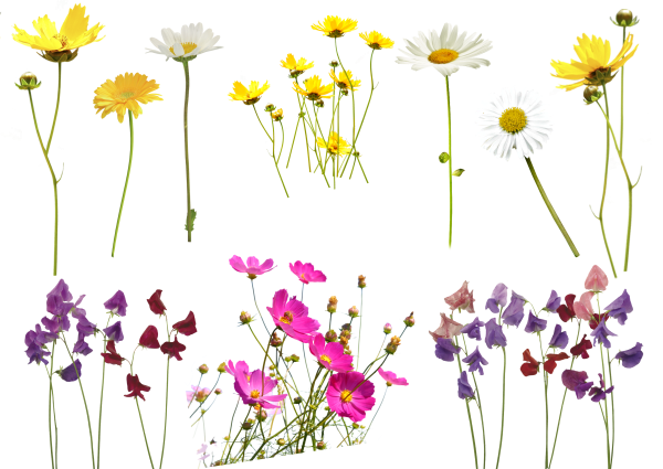 Векторные полевые цветы