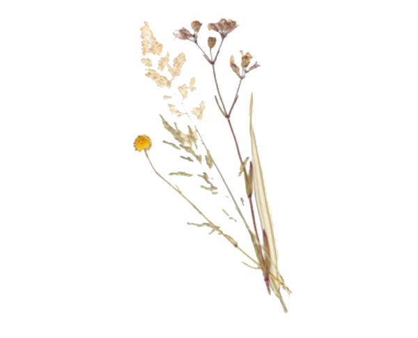 Сухая трава гербарий сухоцветы