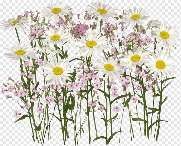 Ромашки Дейзи Флауэр