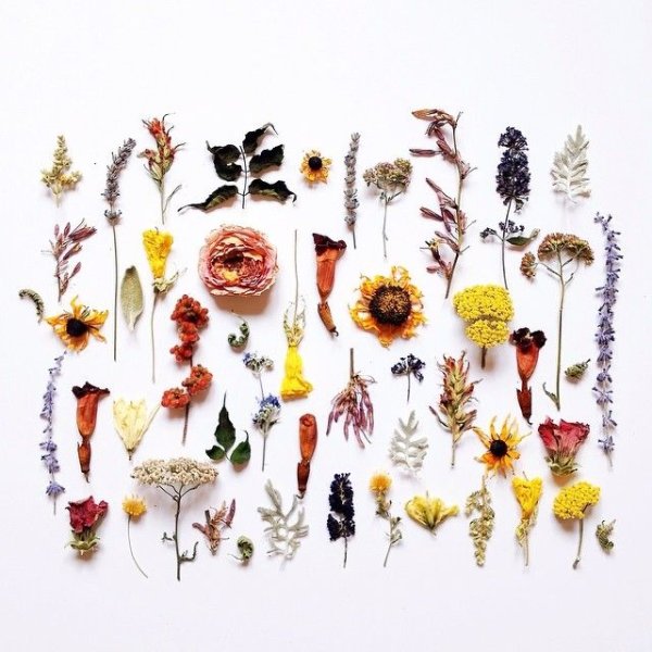 Сухая трава гербарий сухоцветы