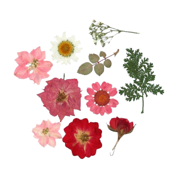 Сухие цветы на прозрачном фоне